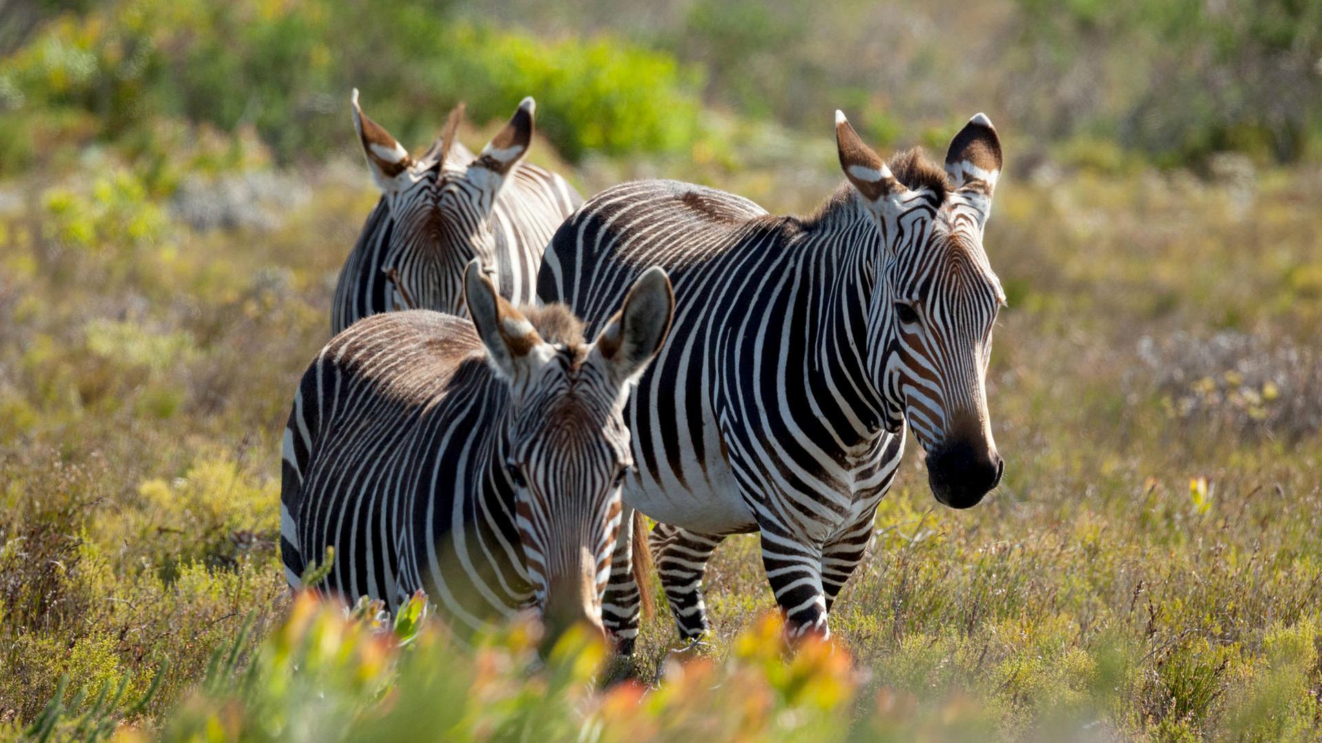 Drei Zebras in der Wildnis