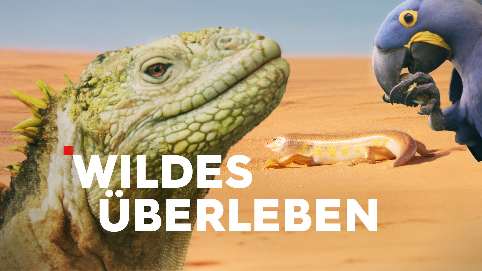 Wildes Überleben Sendetypical