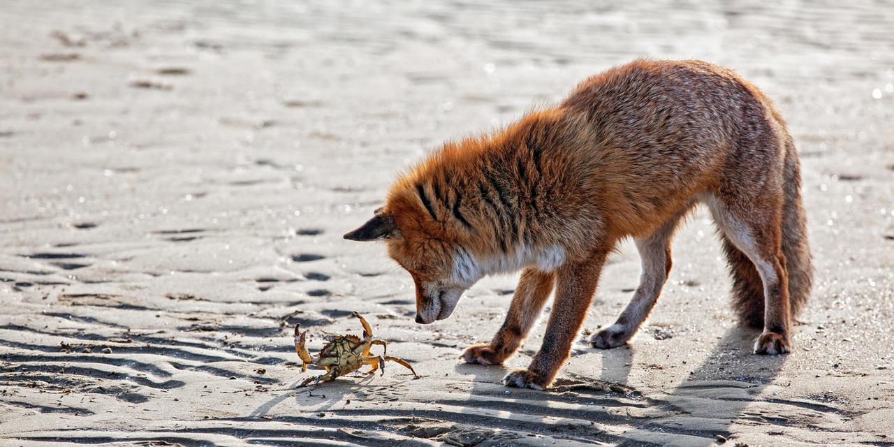 Ein Fuchs schaut am Strand von Venedig nach einer Krabbe