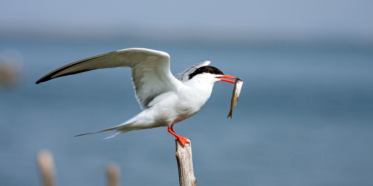 Eine Fluss-Seeschwalbe sitzt auf einem Pfosten und hat einen Fisch im Schnabel