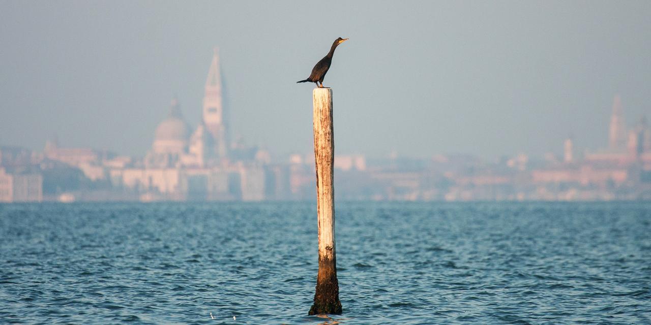 Eine Krähenscharbe sitzt auf einem Pfosten im Wasser vor Venedig