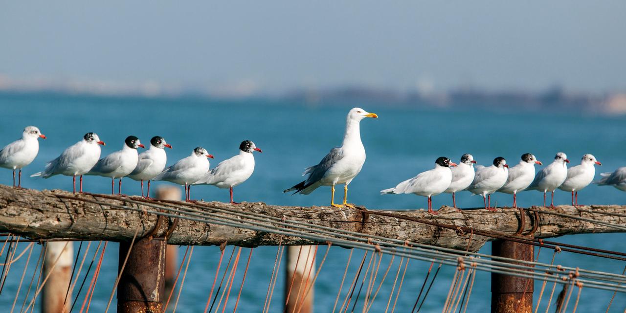 Möwen sitzen auf einer Holzstange 