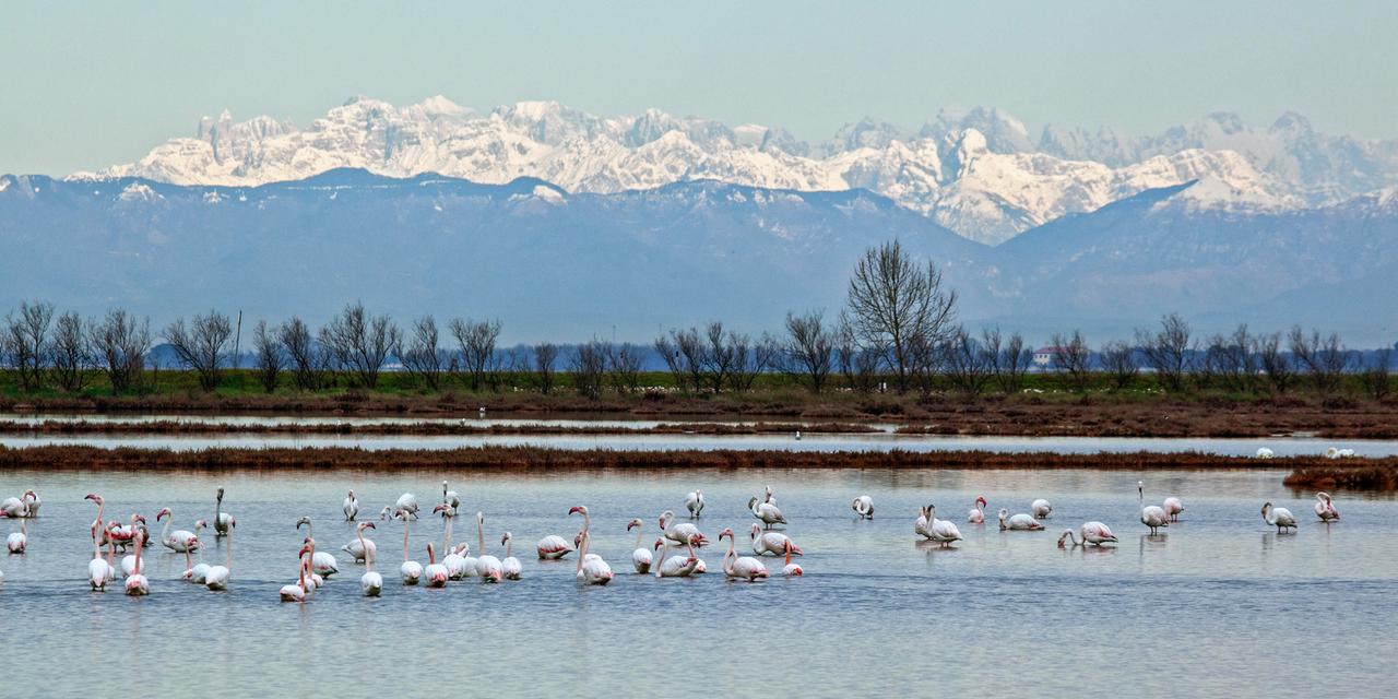 Flamingos in Venedig vor Bergen