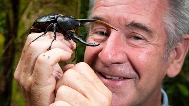 "Wildes Zentralamerika - In den Hügeln Costa Ricas": Nigel mit riesigem Käfer in Nahaufnahme.