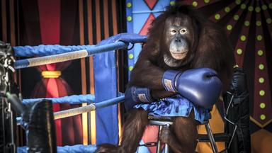Ein Orang-Utan in Boxhandschuhen sitzt am Boxring