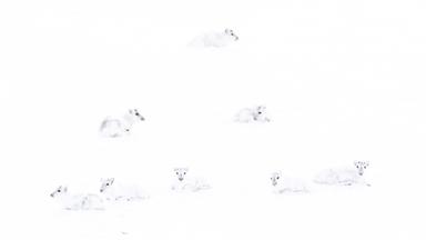 Acht weiße Rentiere sitzen im Schnee