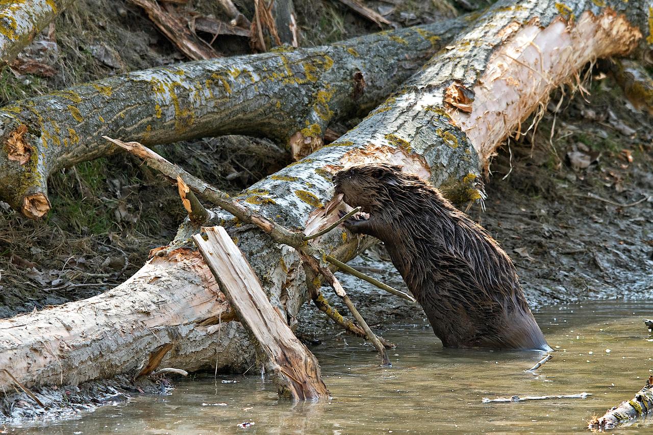 Ein Biber ragt aus dem Wasser und bearbeitet einen Baumstamm