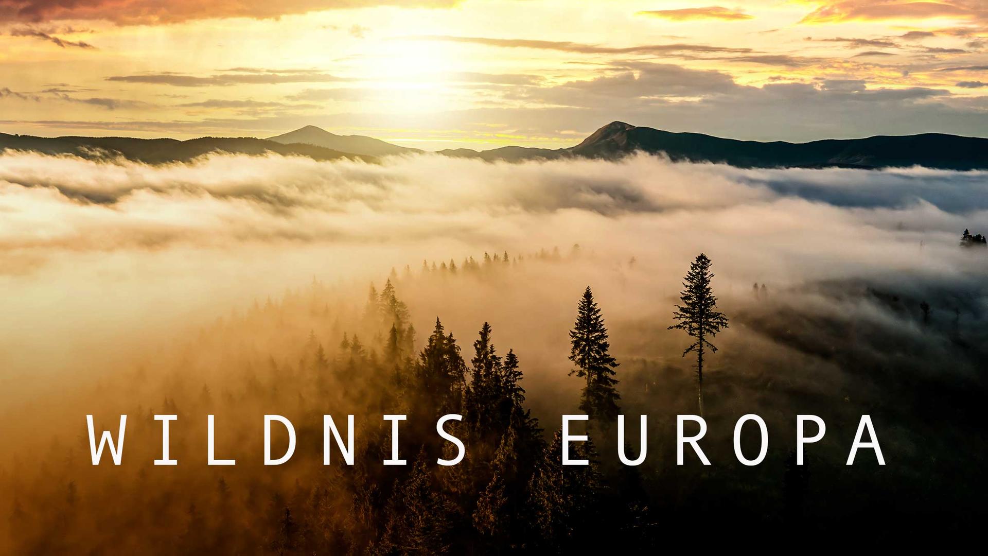 Logo mit Hintergrund