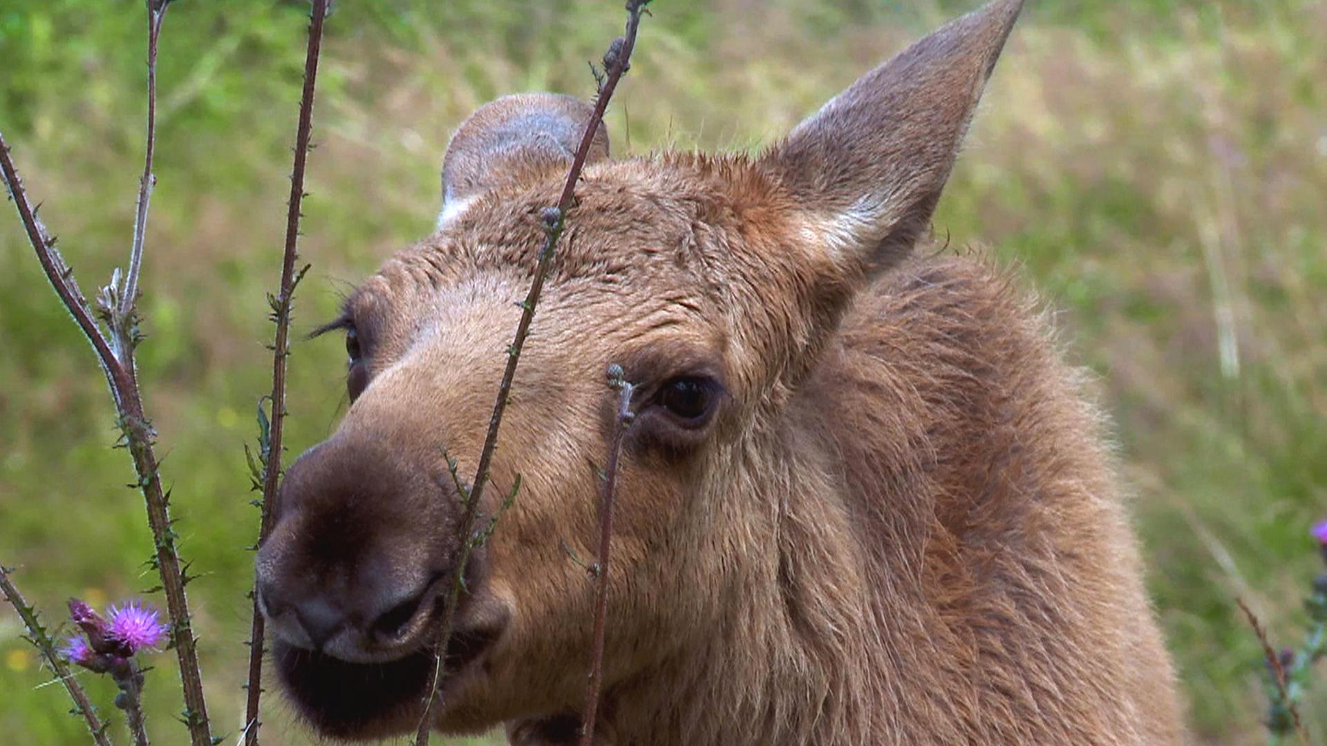 "Wildnis Europa - Der Elch": Ein Elchkalb