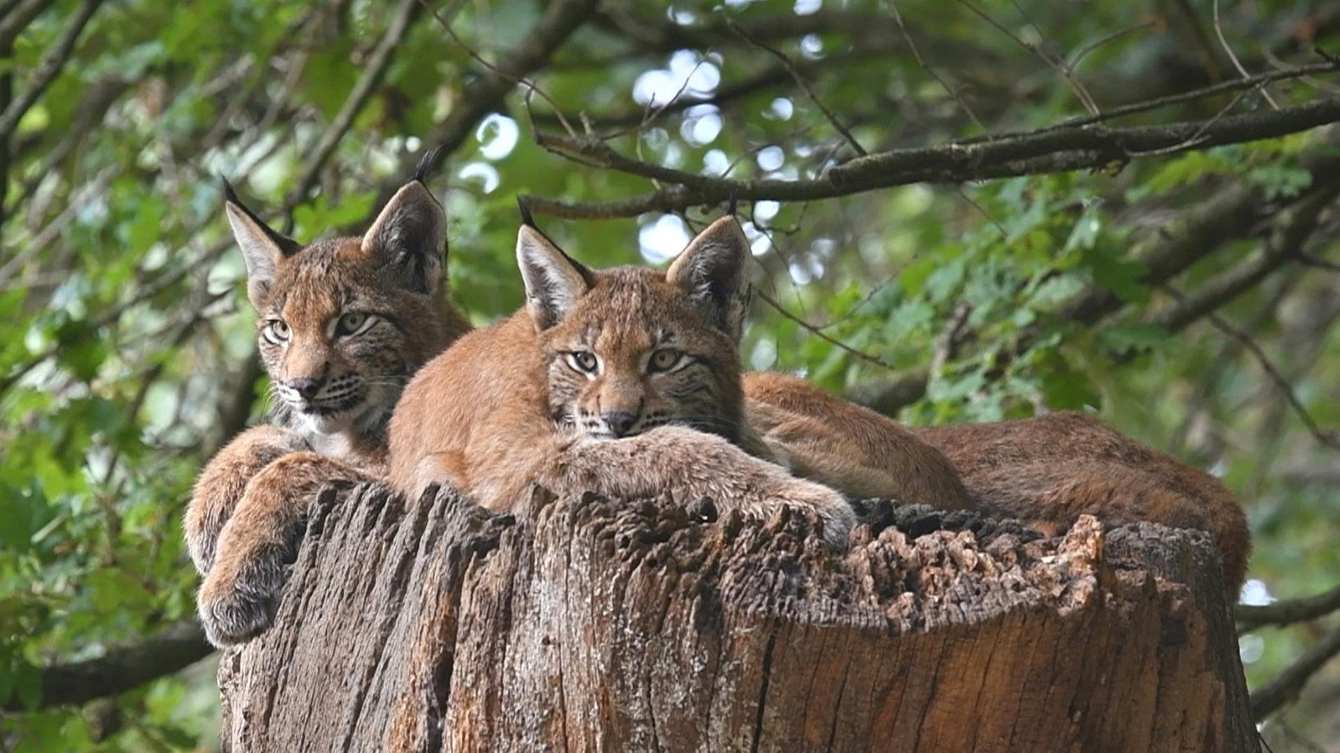 "Wildnis Europa - Der Luchs": Zwei Luchse liegen auf einem Baumstumpf.