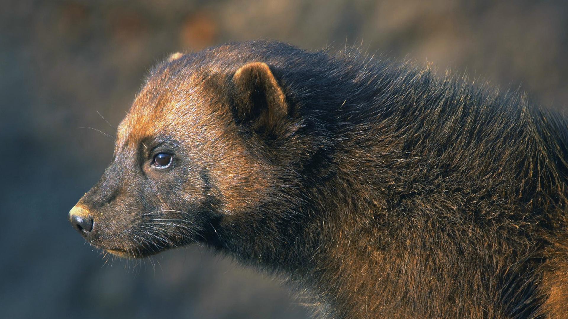 "Wildnis Europa - Der Vielfraß": Ein Vielfraß
