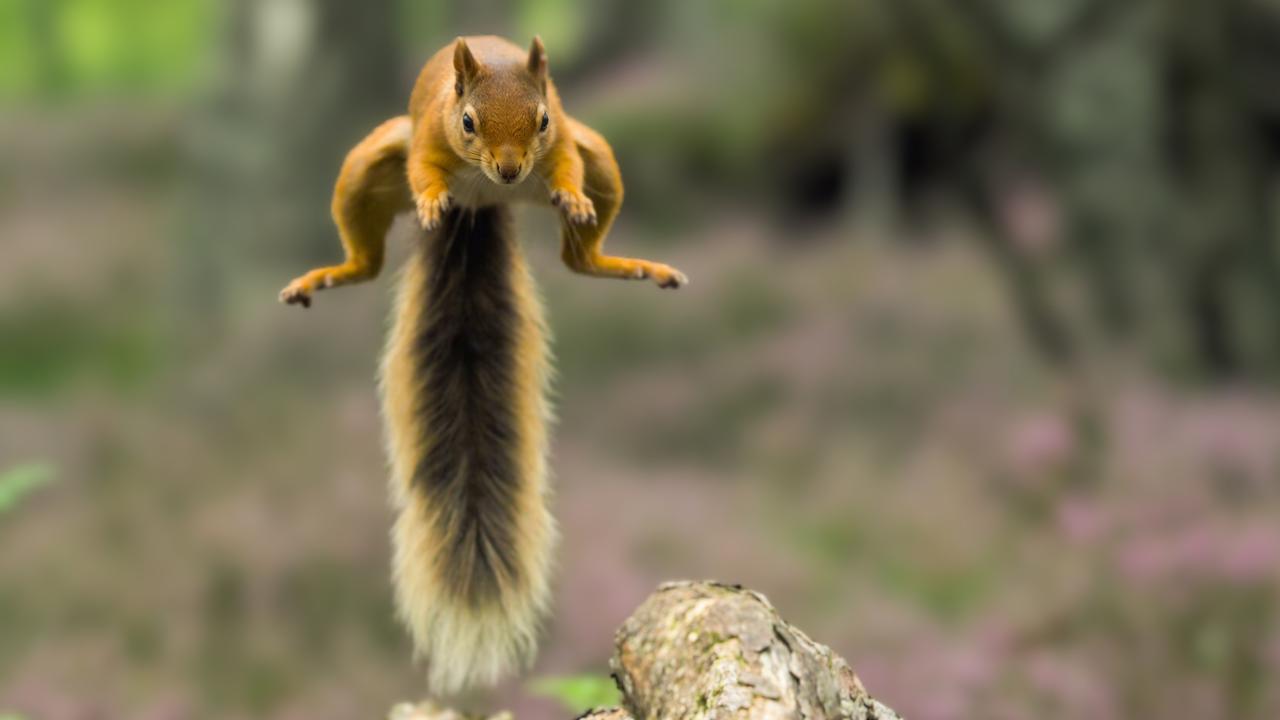 Ein Eichhörnchen springt über ein Stück Holz.