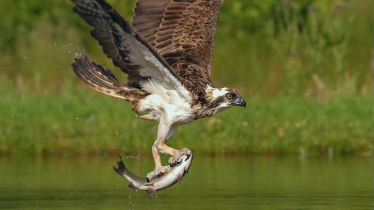 Fischadler mit seiner Beute.