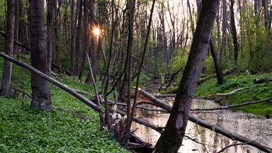 Nationalpark Donauauen