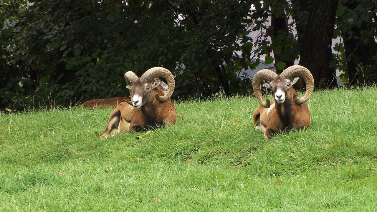 Das Bild zeigt zwei Mufflons, die auf einer grünen Wiese liegen. Die Tiere sind braun gefärbt mit weißen Markierungen und haben große, geschwungene Hörner. Der Hintergrund besteht aus Bäumen und Sträuchern, die den Rahmen der Szene bilden. Die Wiese ist saftig grün und die Umgebung strahlt eine ruhige, naturnahe Atmosphäre aus. Die Mufflons scheinen entspannt zu sein und schauen in die Kamera.