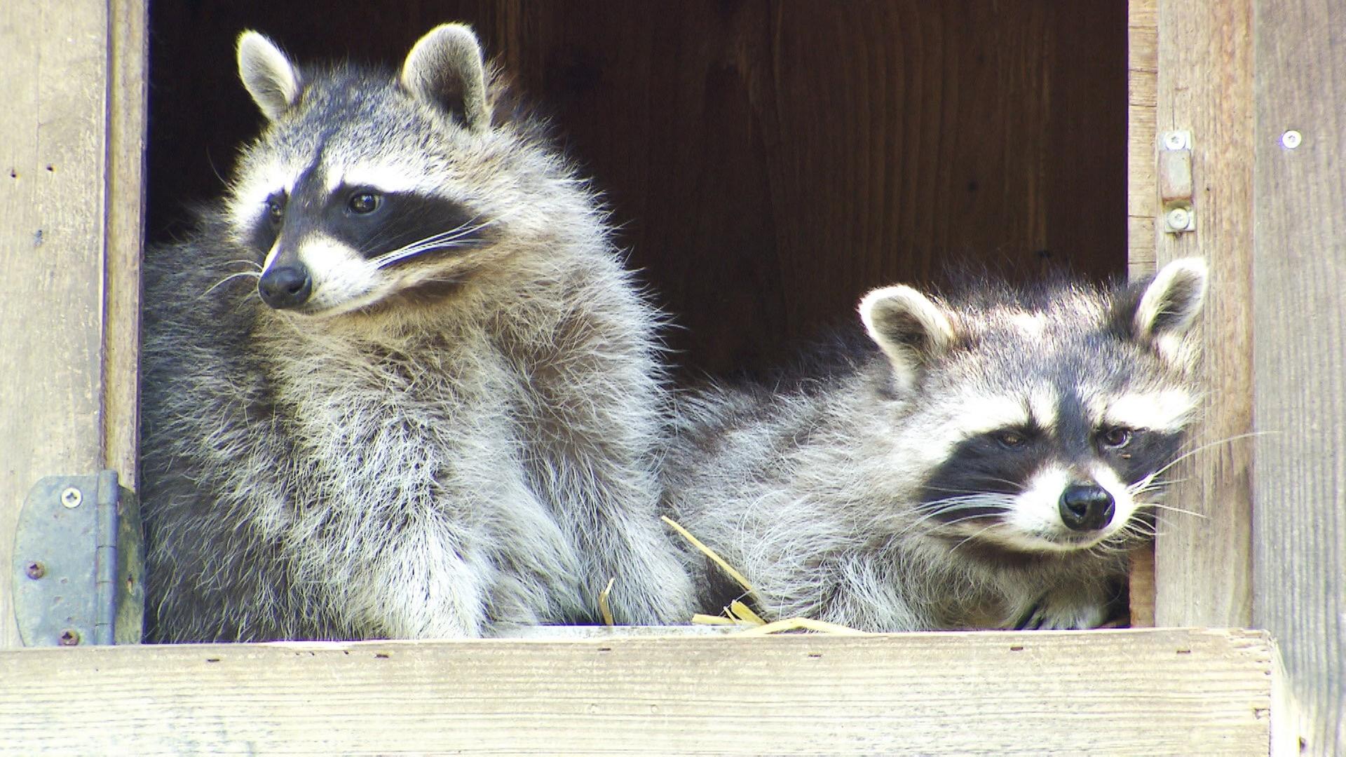 Das Bild zeigt zwei Waschbären, die in einem Holzbau leben. Die beiden Tiere sitzen nahe beieinander, einer von ihnen blickt aus dem Fenster des Geheges. Die Waschbären haben ein graues Fell, eine dunkle Schnauze und charakteristische schwarz-weiße Streifen im Gesicht um die Augen. Der Hintergrund besteht aus der Holzstruktur des Geheges, das einige Nägel und eine Metallverriegelung aufweist. Das Licht scheint auf die Waschbären und das Gehege, wobei ihre Details gut sichtbar sind.