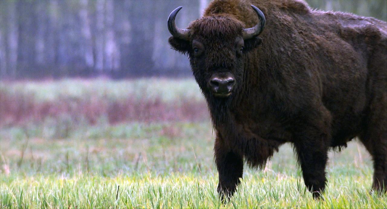 Wisent