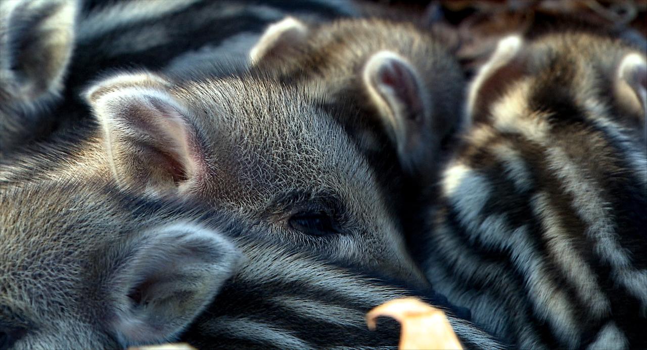 Ein junger Wurf Frischlinge