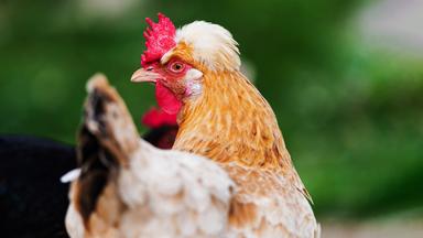 Ein Haushuhn mit einem auffälligen Kamm und Federhaube, im Profil fotografiert.