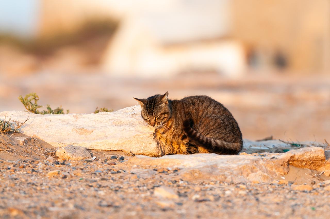 Eine Hauskatze sitzt auf einem felsigen Untergrund, entspannt in der warmen Sonne.