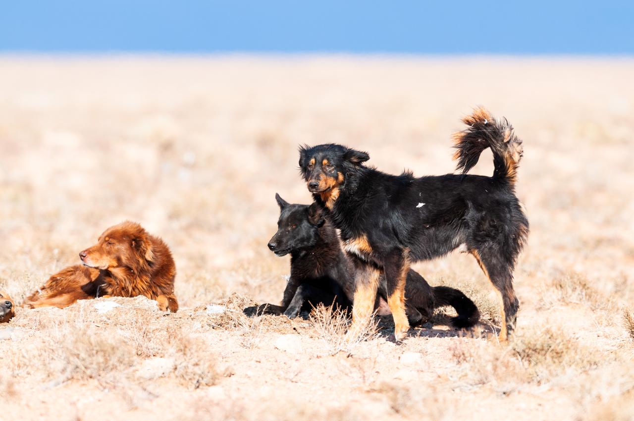Drei Straßenhunde ruhen sich in einer trockenen, wüstenartigen Landschaft aus.