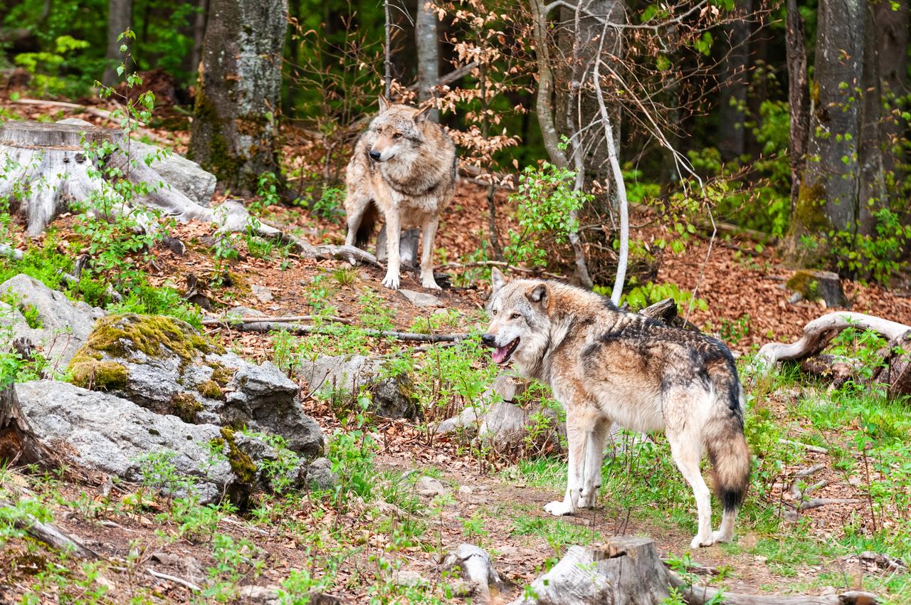 Zwei Wölfe stehen in einem Wald, umgeben von Bäumen und Felsen.