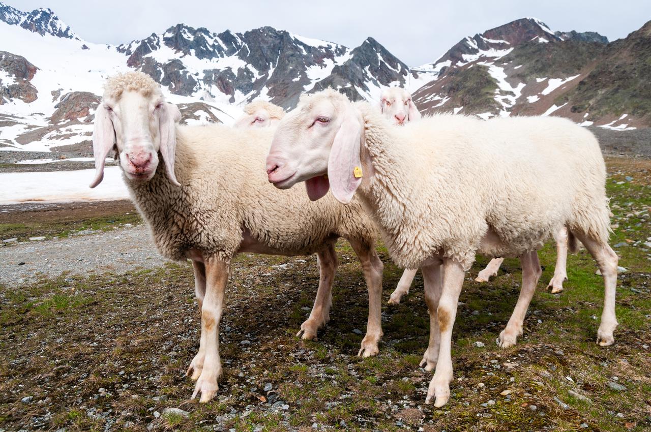 Eine Gruppe von weißen Hausschafen steht in einer alpinen Landschaft mit schneebedeckten Bergen im Hintergrund.