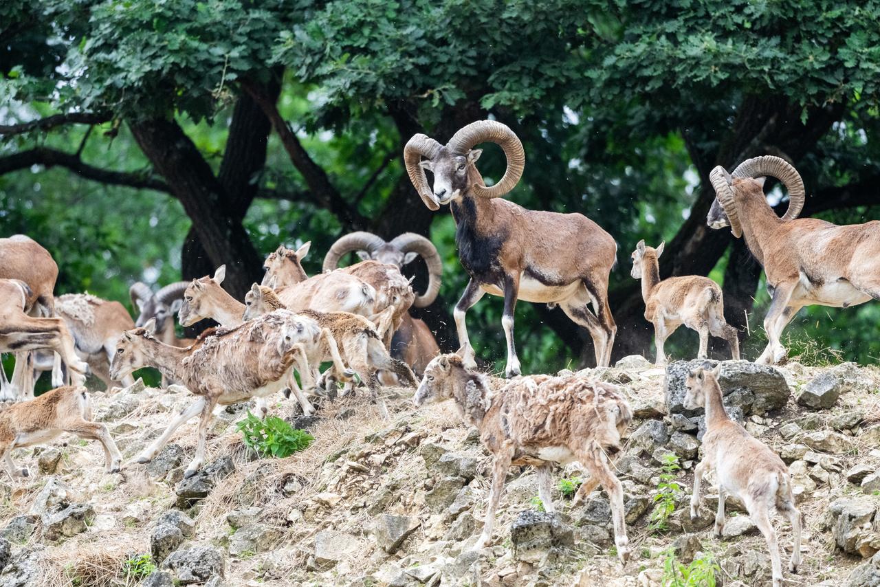 Eine Mufflon-Herde steht auf einem felsigen Hügel, mit großen, beeindruckenden Hörnern und dichten Bäumen im Hintergrund.