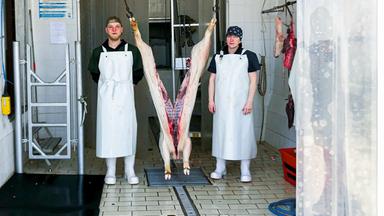 wei Personen mit weißer Schürze und weißen Gummistiefeln stehen in einem weiß-gefliesten Raum. Zwischen ihnen hängt ein in zwei Hälften geteiltes, geschlachtetes Tier.