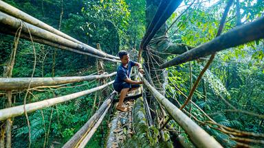 Mitglied der Khasi-People in Meghalaya, Indien, beim Bau von Wurzelbrücke