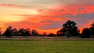 Im Vordergrund ist eine Wiese mit einem Reh zu sehen. Im Hintergrund stehen Bäume. Himmel und Horizont strahlen in intensivem Abendrot.
