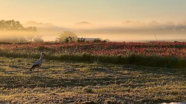 Auf einer Wiese, zur Hälfte gemächt, zue Hälfte mit roten Wildblumen bewachsen, steht ein Storch. Im Hintergrund stehen Bäume, umhüllt von tiefem Nebel.