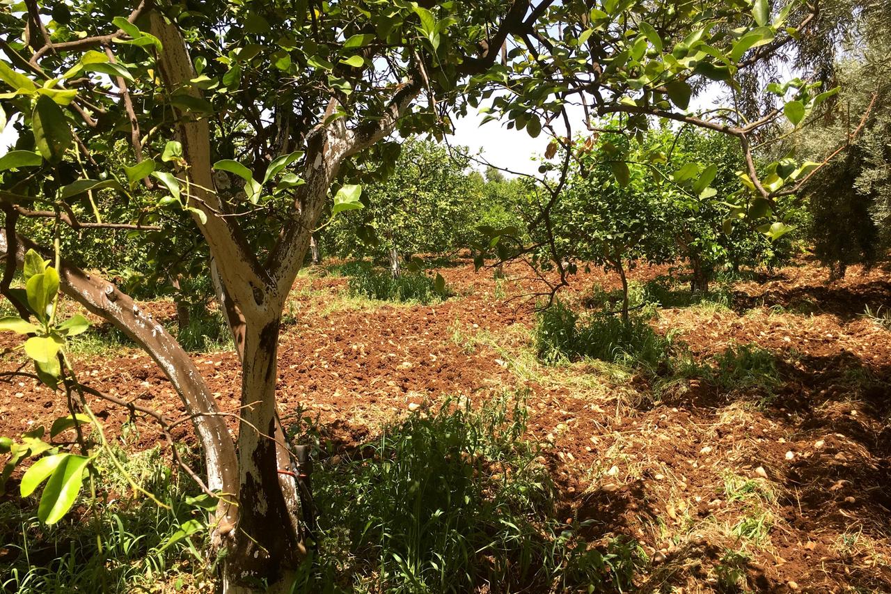 alter Zitronenhain bei Siracusa