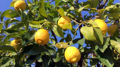 Zitronenbäume