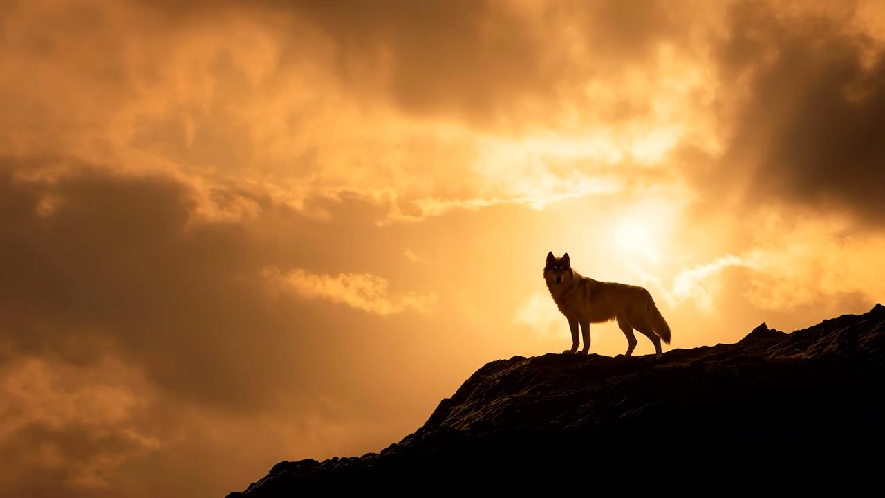 Auf einem Berg im Gegenlicht stehender Wolf