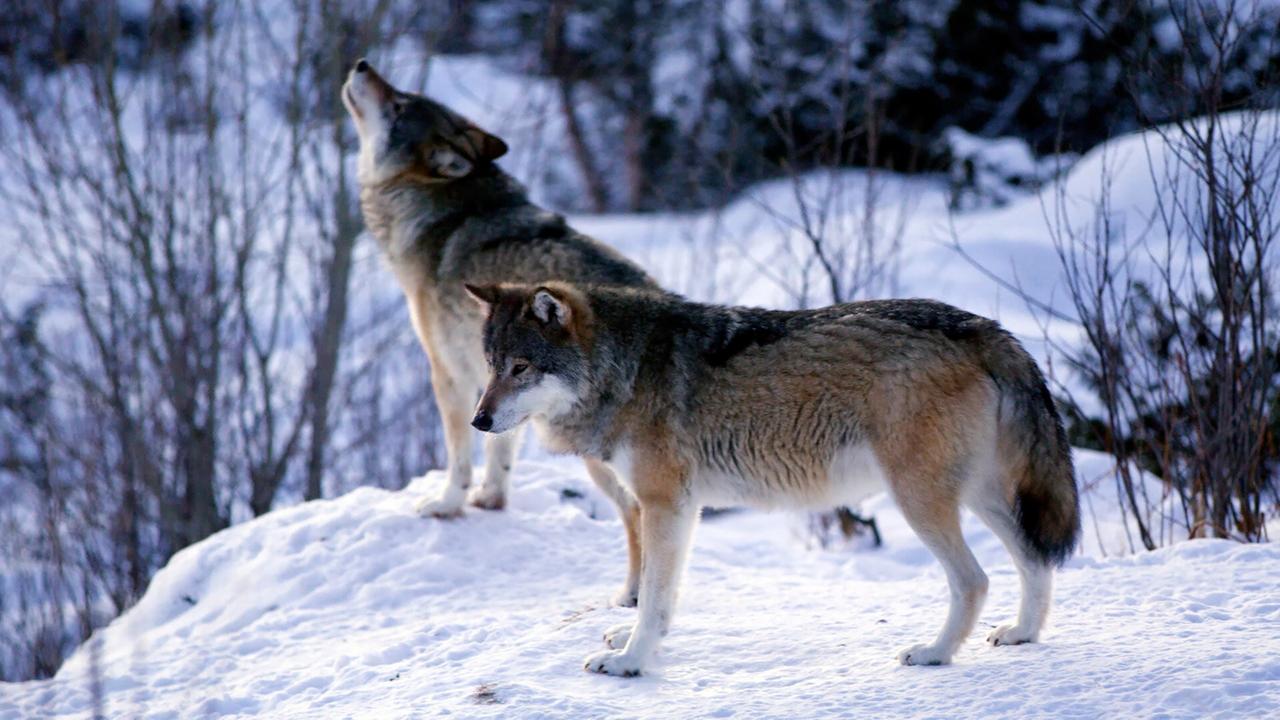 Zwei Wölfe im Schnee