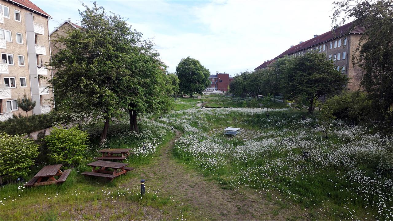 Weiss blühende Wiese mit Bäumen