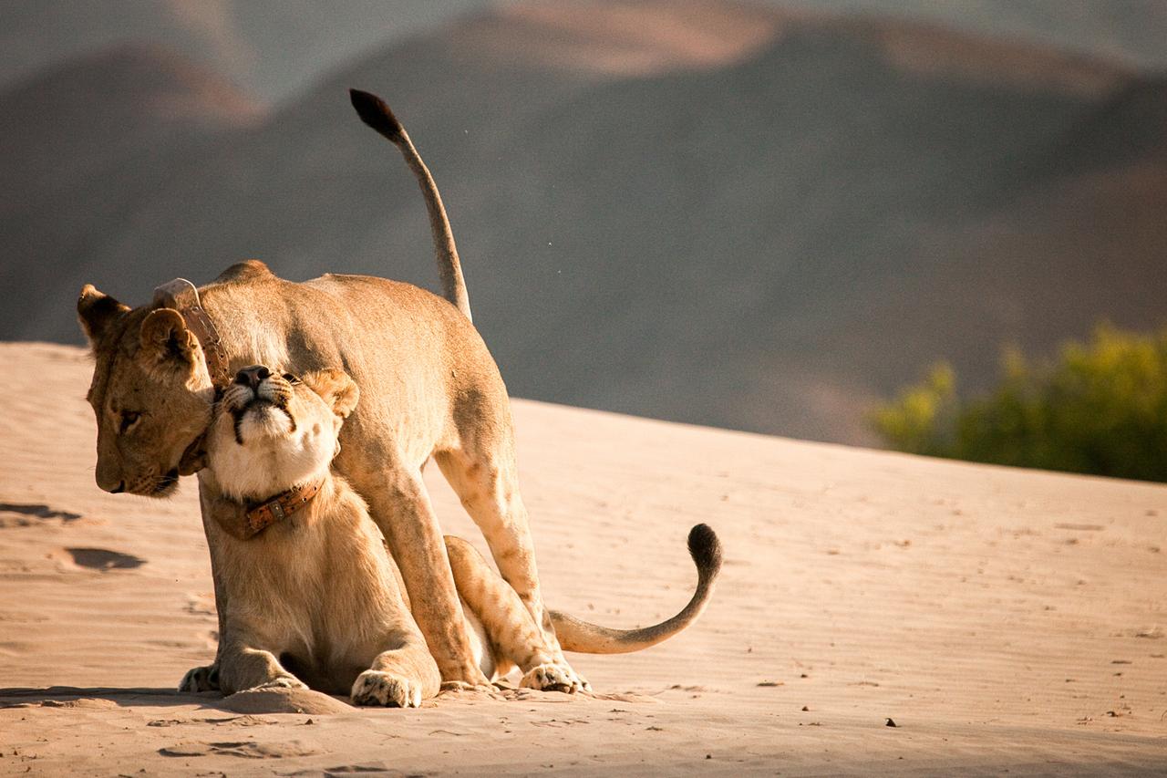 Löwen der Namib Wüste