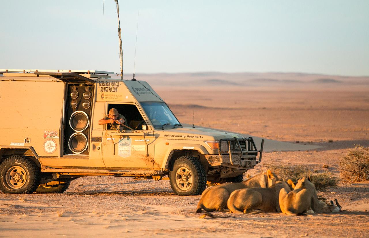 Dr. Philip Stander's Lebenswerk ist die Erforschung der Löwen der Namib.  SENDUNG: 3sat - SO - 