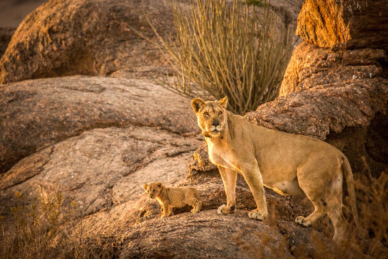 Namib-Wüste: Löwin mit einem wenige Wochen alten Jungen.
