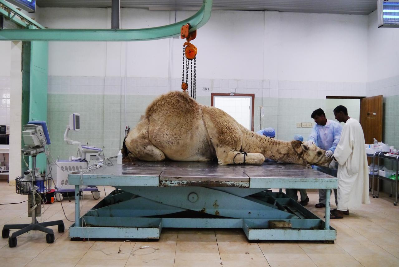 ein krankes tier wird behandelt