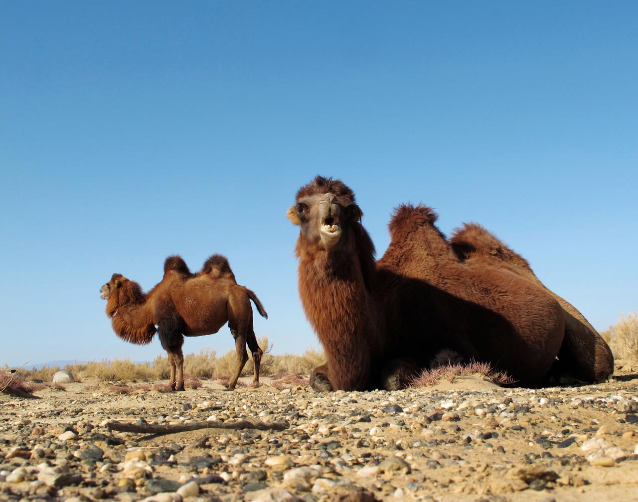 zwei kamele in einer wueste