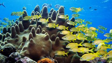 Ob Korallenfische, Riffkalmare, Buckelwale oder Haie - die Korallengärten der Karibik sind die Heimat einer komplexen Lebensgemeinschaft an Meeresbewohnern.  