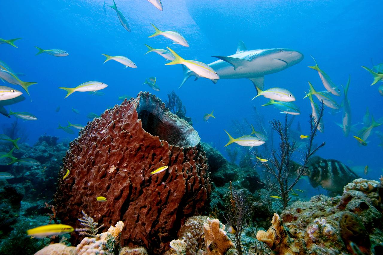 Die Schatzküsten im Norden Zentralamerikas