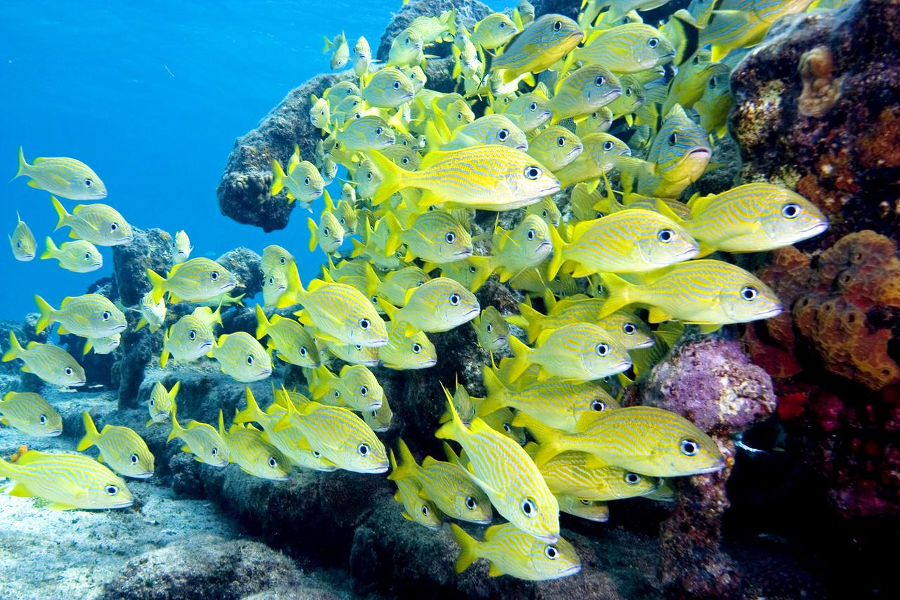 Vielfältiges Leben im Korallenriff - eine Gruppe von Grunzenfischen.