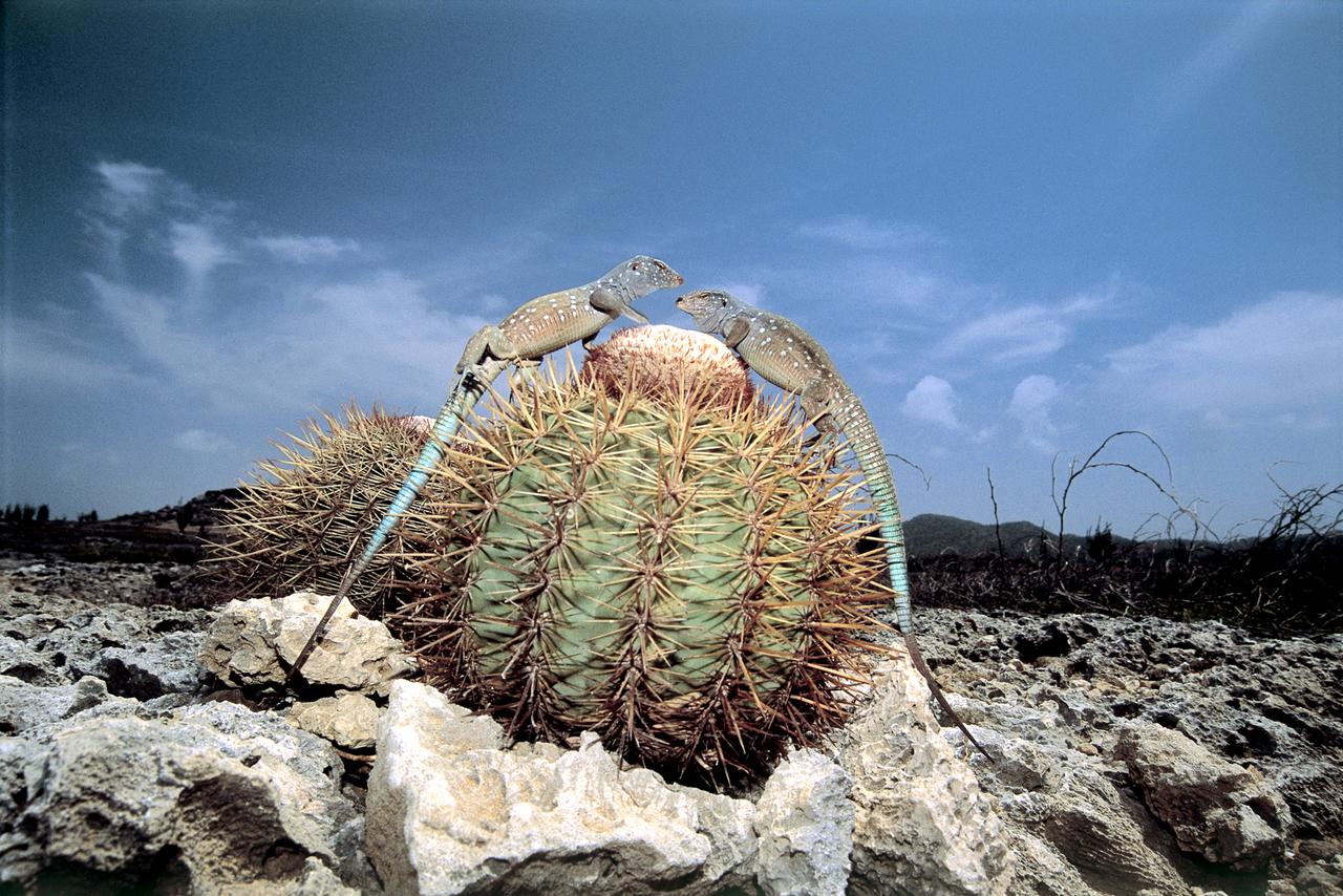 Blauschwanz Taggeckos.