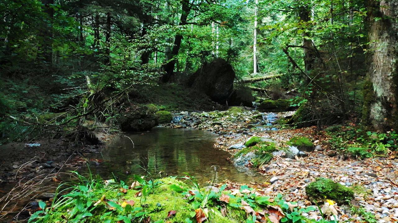 Wald und Wasser wirken positiv auf unsere Gesundheit
