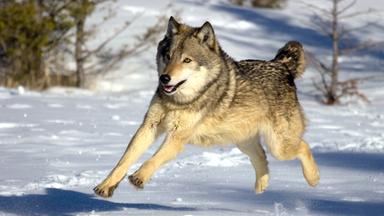wolf im aeltesten park der welt