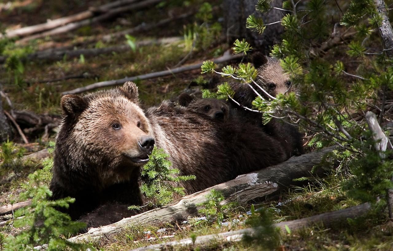 Grizzlybär mit ihren Jungen