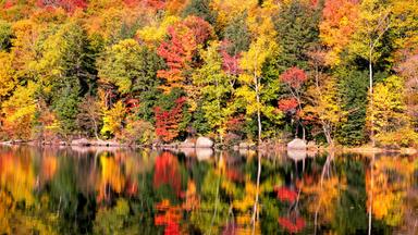 New England - Herbst Wald
